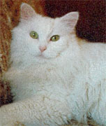 white persian