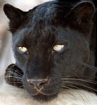 black leopard